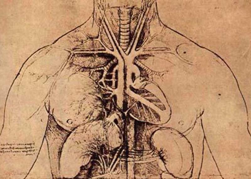 Disegno di anatomia femminile di Leonardo