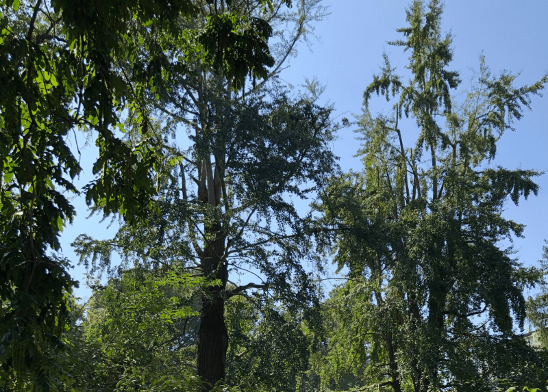 Gli storici Ginkgo biloba dell’Orto Botanico di Brera, dopo il nubifragio mostrano un portamento diradato per numerosità e dimensioni di rami spezzati