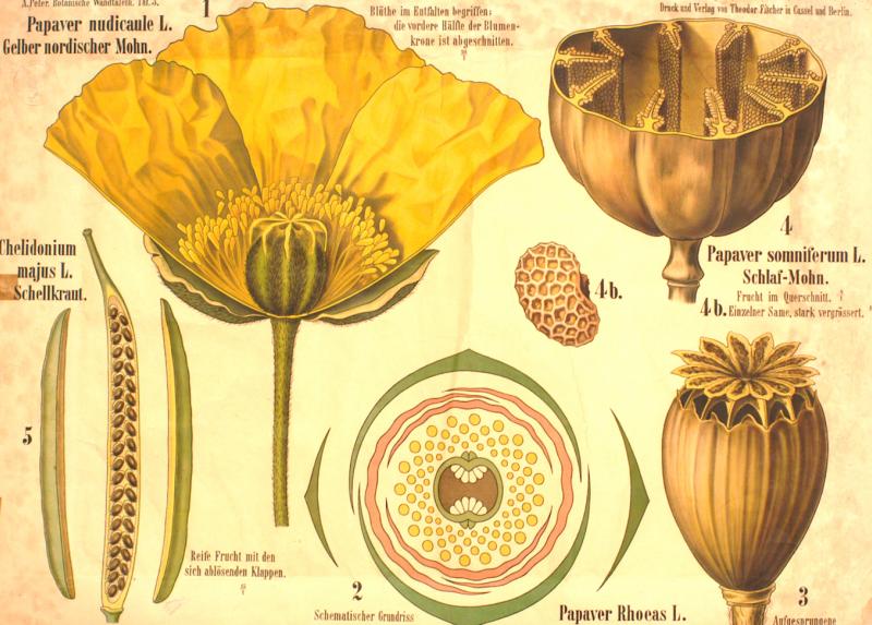 Una tavola parietale a carattere botanico