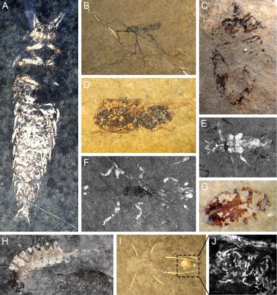 Foto di otto fossili ritrovati nel sito UNESCO di Monte San Giorgio