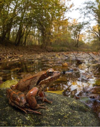 La rana di Lataste nel suo ambiente - Foto di Simone Giachello