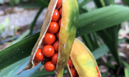 Orto di Brera: Frutti di Iris foetidissima-Giaggiolo puzzolente