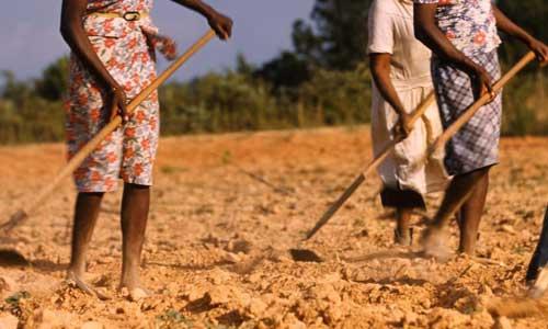 Agricoltura in Africa