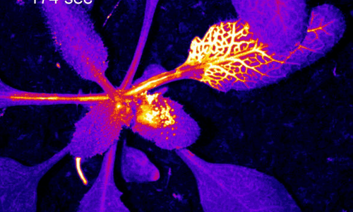 Pianta di Arabidopsis thaliana esprimente un sensore geneticamente codificato per la visualizzazione dello ione calcio. L'immagine è stata ottenuta mediante uno stereo microscopio a fluorescenza in seguito al tocco del picciolo fogliora con una pinzetta