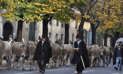 La transumanza dei bergamini nel 2019