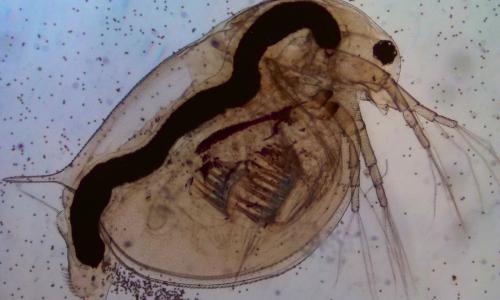 Immagine al microscopio di Daphinia magna parte della mostra "ESPosti alla plastica" realizzata dal dipartimento di Scienze e Politiche ambientali dell'Università Statale.