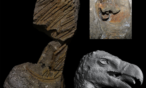 Fossile dell’avvoltoio pleistocenico dei Colli Albani. Da sinistra a destra, alcuni blocchi di roccia con le piume fossilizzate, dettaglio della cavità della testa e calco digitale realizzato con tecniche tomografiche. Foto di Edoardo Terranova, modello 3D di Dawid A. Iurino.
