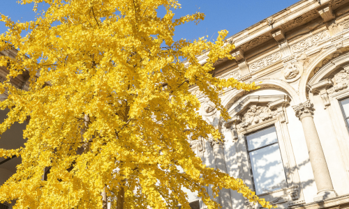 Il ginko biloba in autunno nella sede di via Festa del Perdono
