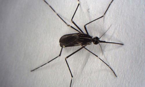 Zanzara adulta - Esemplare di Aedes Koreicus
