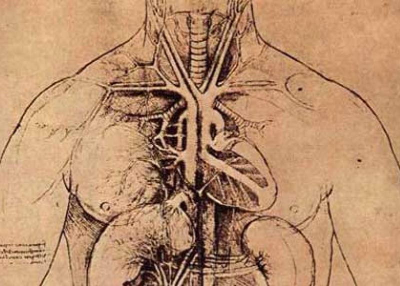 La Dissezione Anatomica Nell Educazione Medica E Chirurgica La Statale News