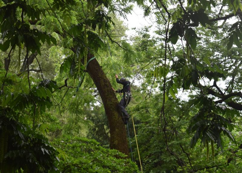Tree climber in verifica strumentale su esemplare di Juglans rupestris, nell’Arboreto dell’Orto
