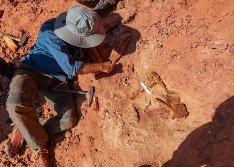 Dopo quasi 100 milioni di anni, le ossa dello spinosauro rivedono la luce del sole nel deserto del Kem Kem (Marocco sud-orientale) Foto: Gabriele Bindellini