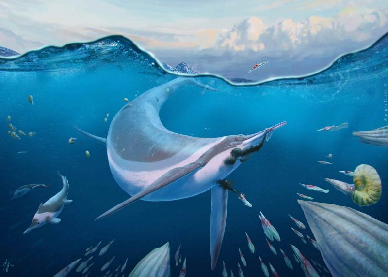 Ricostruzione artistica di un Besanosaurus impegnato a cacciare dei Phragmoteuthis, lontani parenti dei calamari.