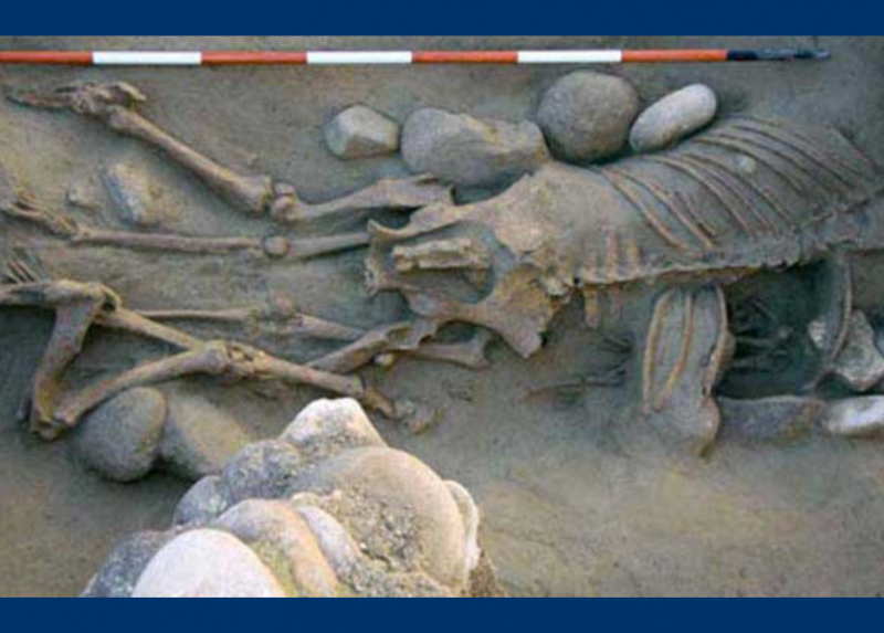 Sepoltura di una donna adulta associata a resti di un cavallo intero prono, resti scheletrici di altri tre cavalli e un cranio di cane. © Foto di S.R.Thompson, per gentile concessione di SABAP-VR Soprintendenza archeologia, belle arti e paesaggio per le province di Verona, Rovigo e Vicenza. In "Until death do us part". A multidisciplinary study on Human- Animal co-burials from the Late Iron Age necropolis of Seminario Vescovile in Verona