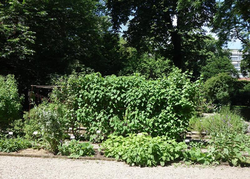 Vista sulle aiuole di salvie dedicate alle specie appartenenti alla famiglia delle Lamiaceae
