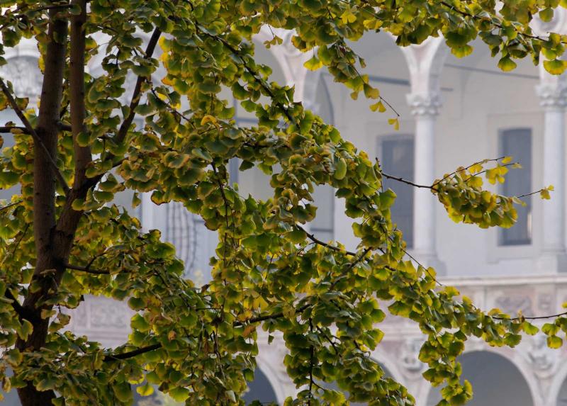 Albero in Cortile centrale