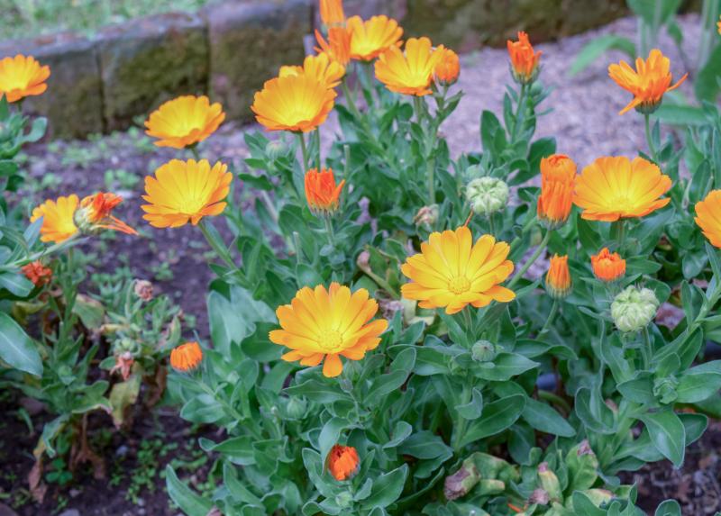 Calendula officinalis