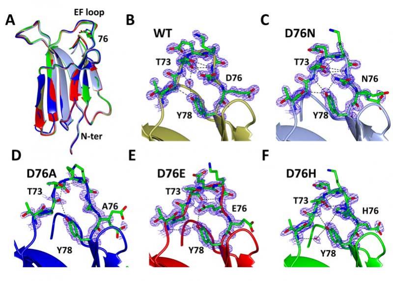 Proteina beta-2 microglobulina mutata in posizione 76