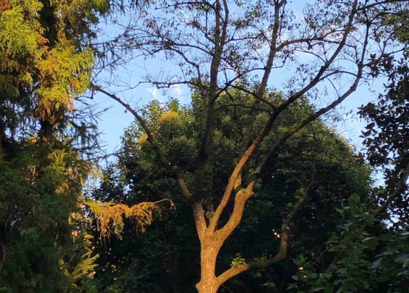 Orto di Brera: Scorcio in arboreto
