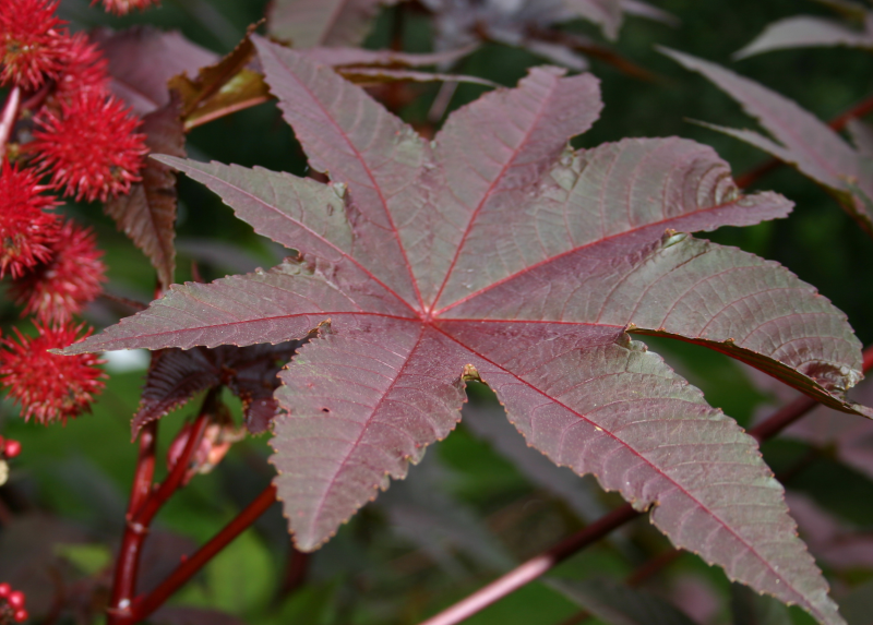 Orto di Brera: Frutti e foglia di Ricinus communis-Ricino