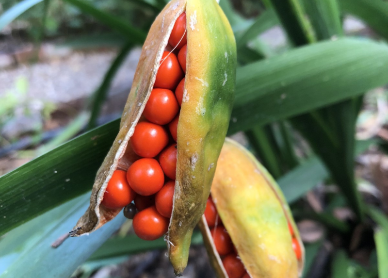 Orto di Brera: Frutti di Iris foetidissima-Giaggiolo puzzolente