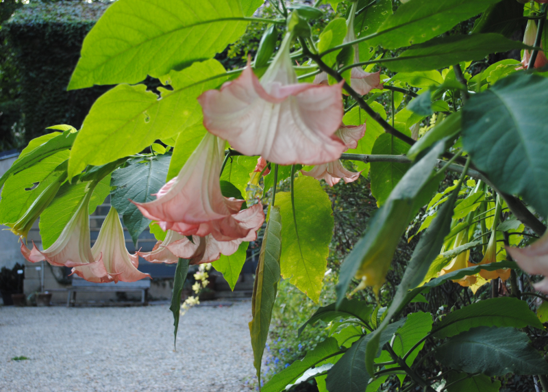 Orto di Brera: Brugmansia versicolor