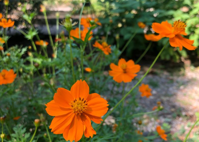 Orto botanico di Brera, Cosmos sulphureus