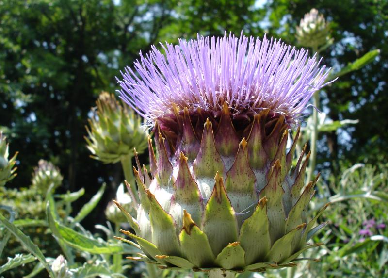 Orto botanico di Brera, Cynara cardunculus