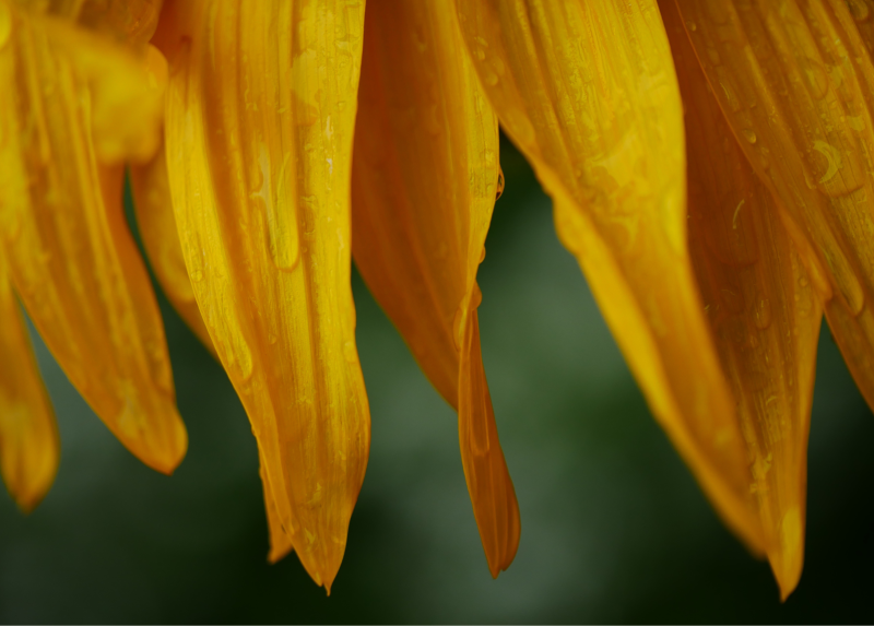 Orto Botanico di Brera - petali di Girasole
