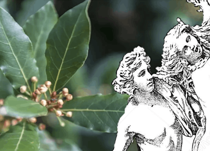 Un particolare della locandina dell'iniziativa “Miti e tradizioni dal mondo vegetale”
