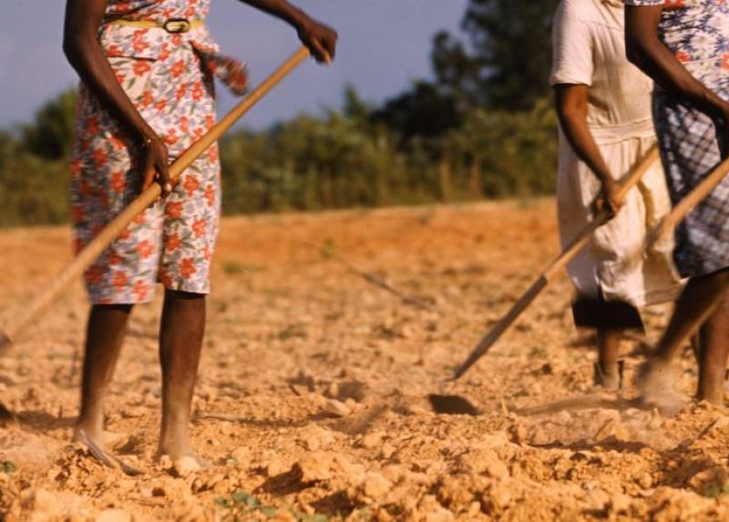Agricoltura in Africa