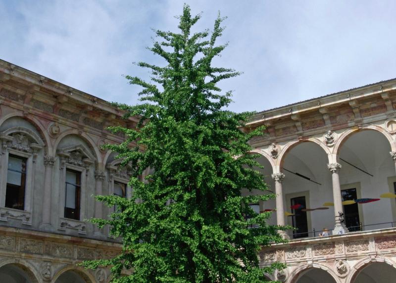 Albero in Ca' Granda