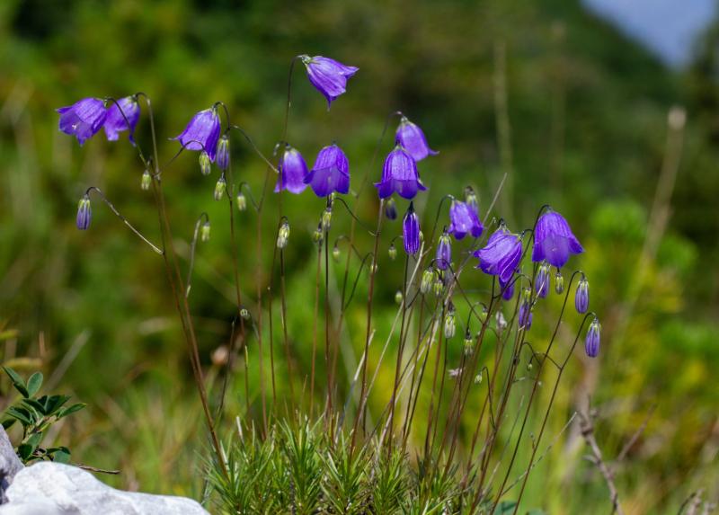 La Campanula bergomensis