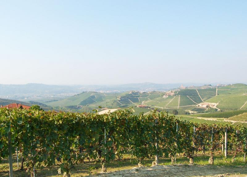 Panoramica su campi coltivati