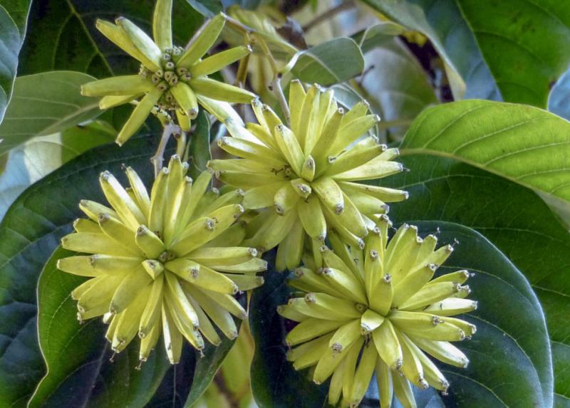 Camptotheca acuminata, Orto G.E. Ghirardi