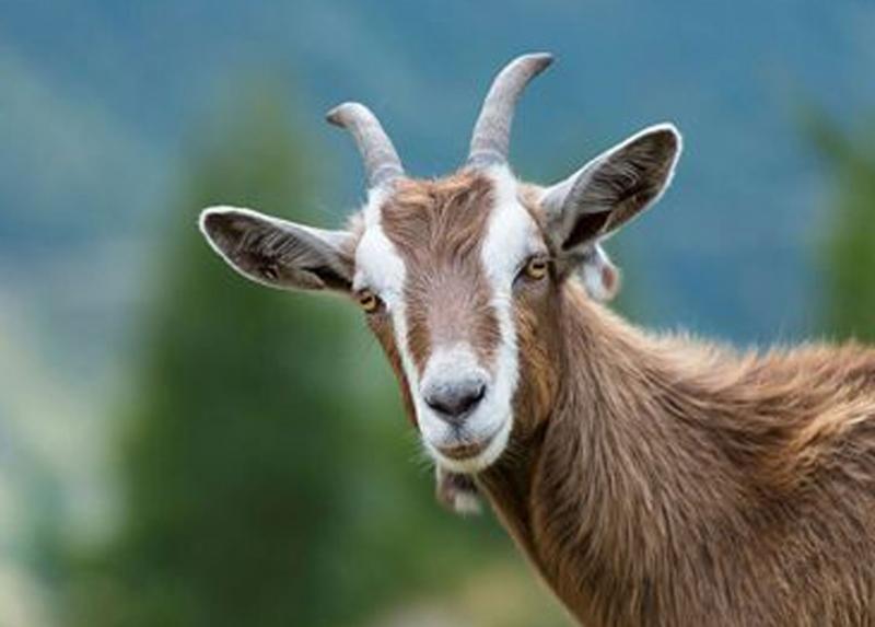 Capra