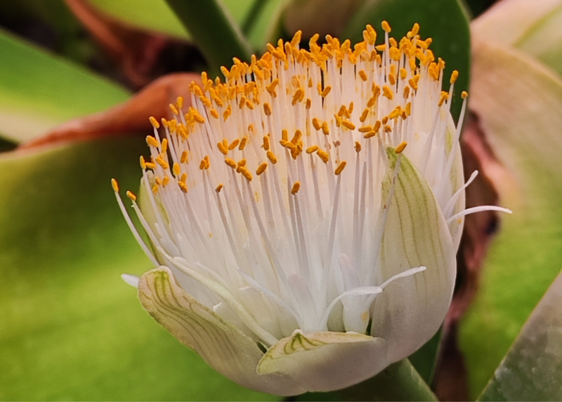 Orto Botanico di Città Studi - particolare di Haemantus Albiflos - Foto di Diego De Nisi