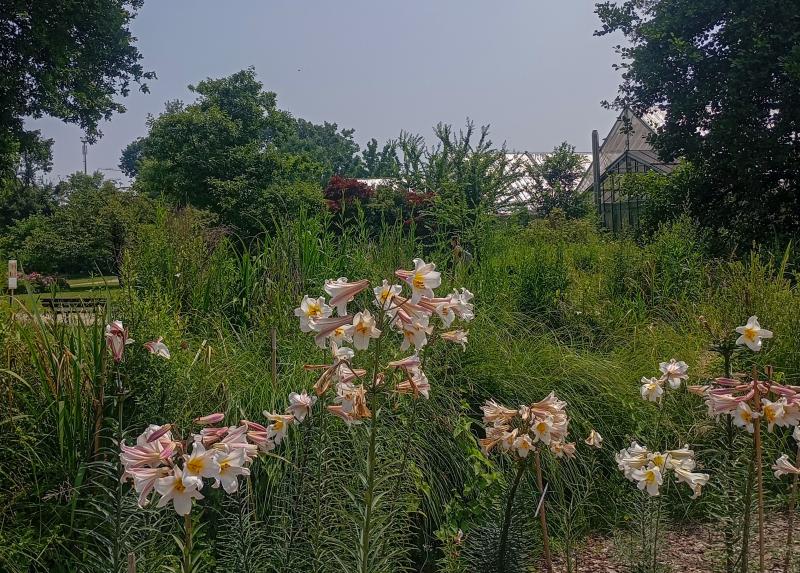 Orto botanico di Città Studi