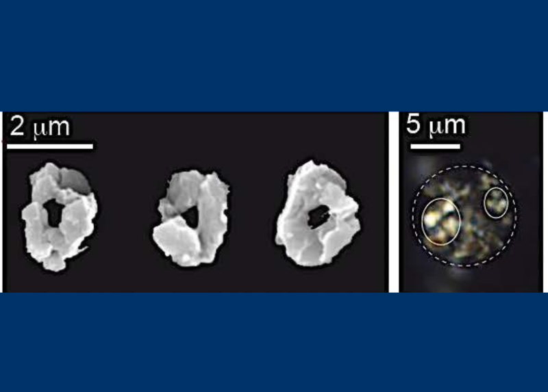 I coccoliti e la coccosfera più antichi ritrovati In Cina Meridionale (età circa 249 milioni di anni).