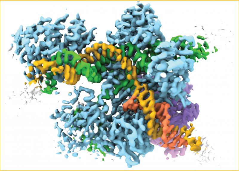 Complesso proteico con crio-microscopia elettronica