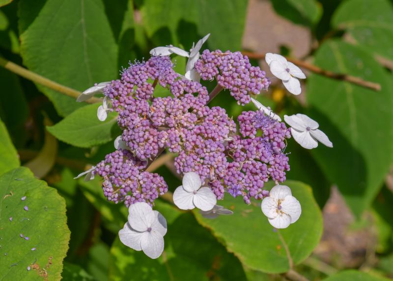 Hydrangea aspera