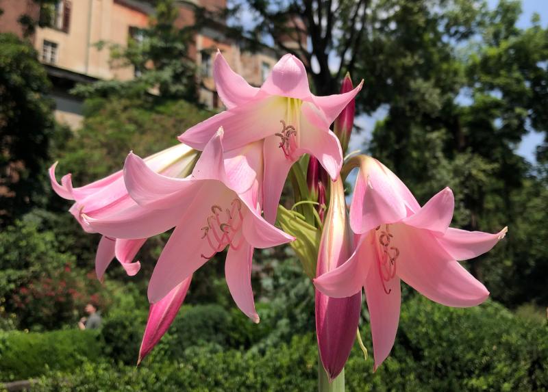 Crinum bulbispermum e Palazzo Brera sullo sfondo