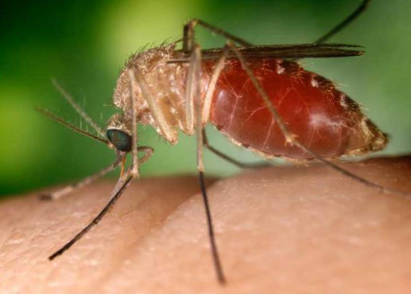 Culex Nil, la zanzara del West Nilus Virus