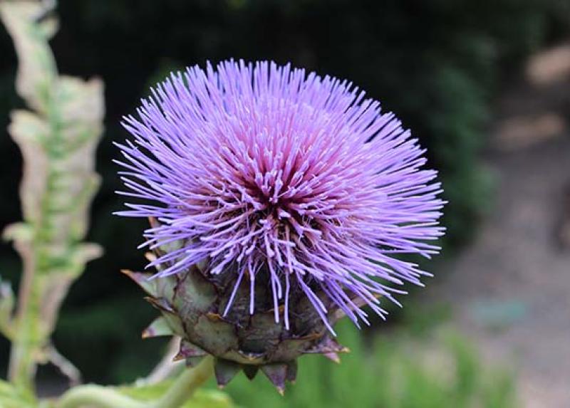 Cynara cardunculus, Orto di Brera
