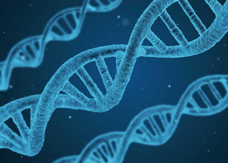 DNA