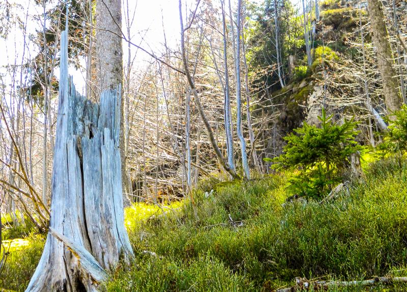 La foresta distrutta