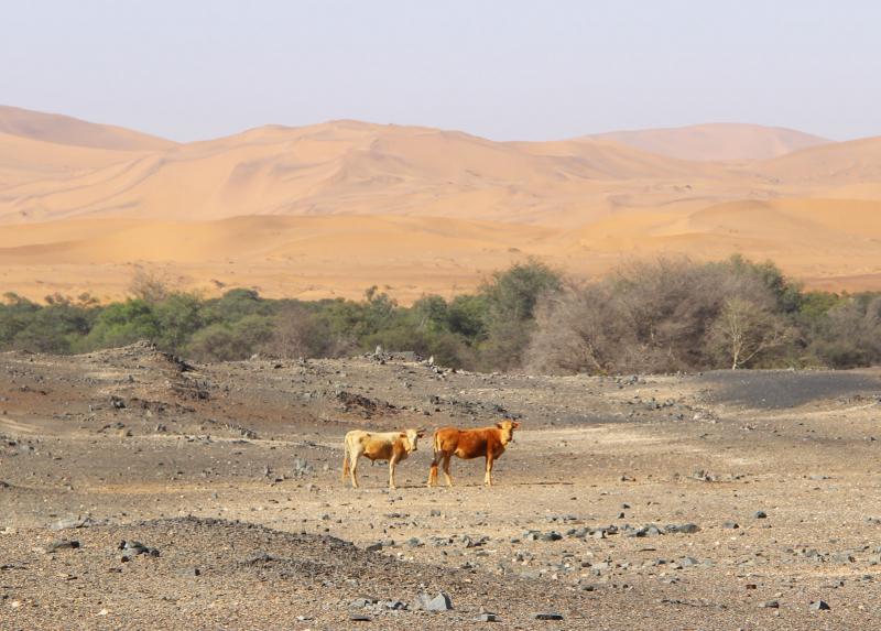 Vacche nel deserto della Namibia