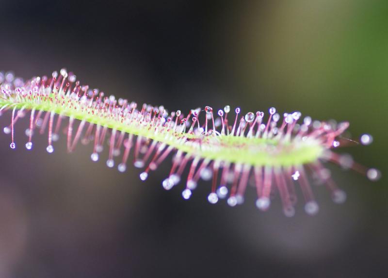 Drosera capensis
