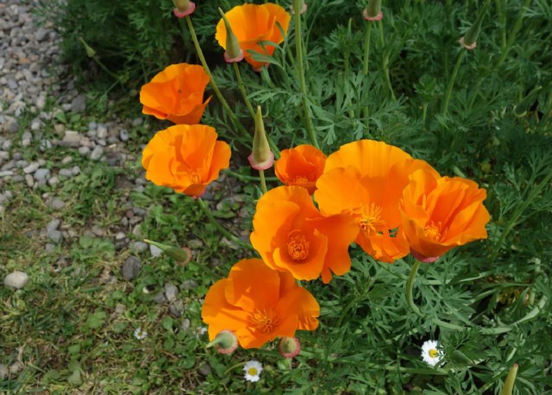 Eschscholzia californica in fioritura