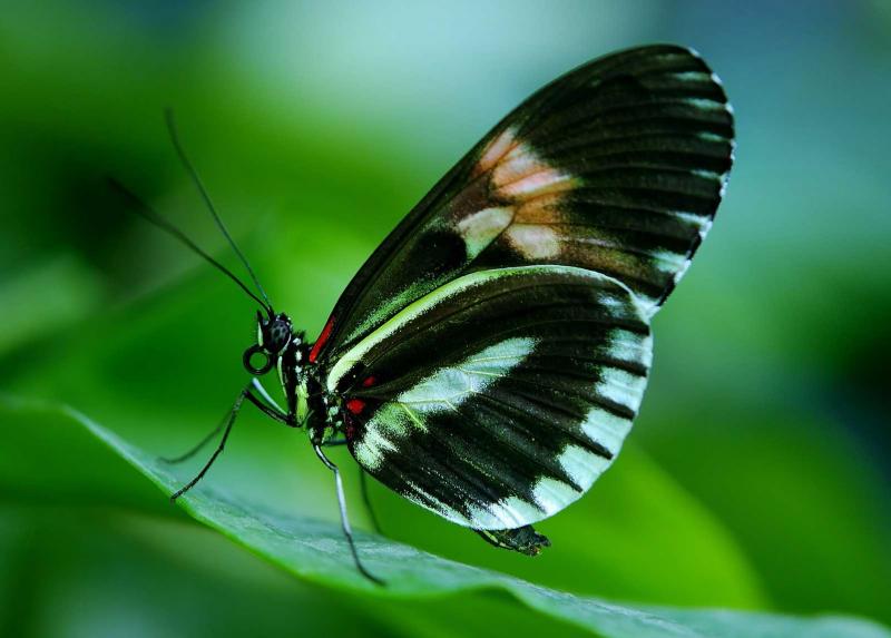 Farfalla